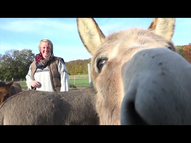 Der Esel - das Haustier des Jahres 2022