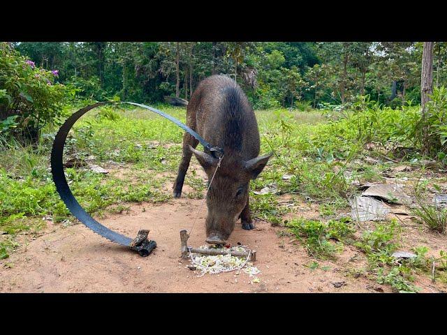 Amazing Quick Powerful Wild Pig Trap Make Using Pruning Saw - Working #animals #shortvideo#camping