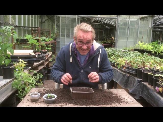 Planting out the coriander seedlings with added bickering at Stinky Ditch Nursery May’20