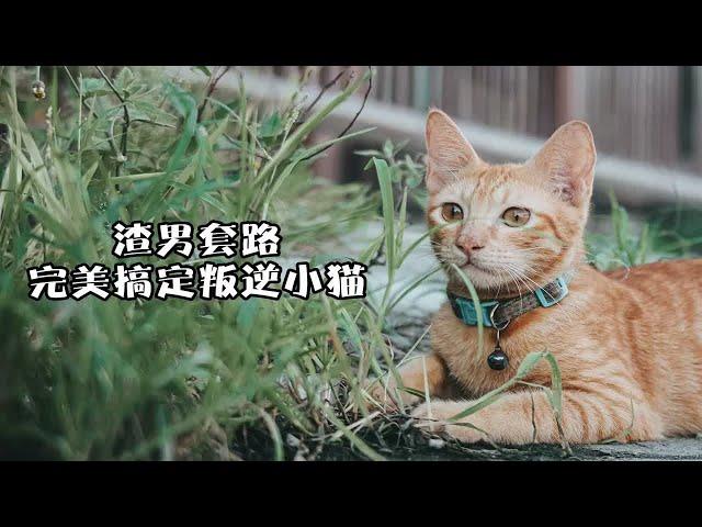 猫猫也逃不过渣男法则？