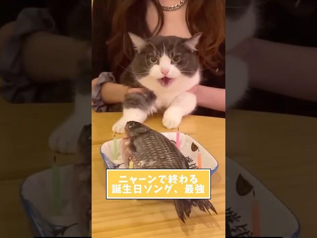 ネコさんの動画見て笑ったら寝ろwwwwwww