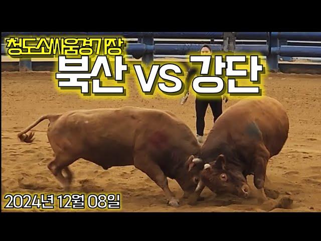 넌 경기 할때가 제일 멋져  #소싸움 #소힘겨루기