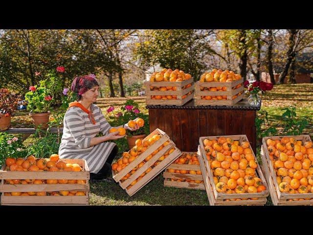 Red persimmon harvesting and drying technique in the village!