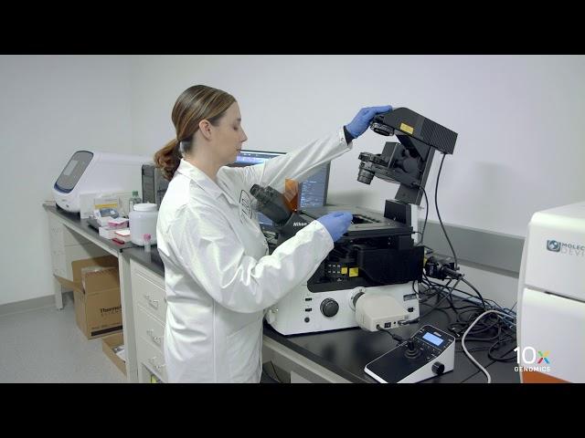 Visium Tissue Optimization Protocol | Fluorescent Tissue Imaging & Optimal Permeabilization Time