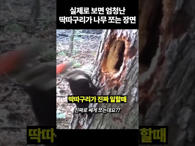 뇌진탕 올 것 같은 실제로 보면 엄청난 딱따구리
