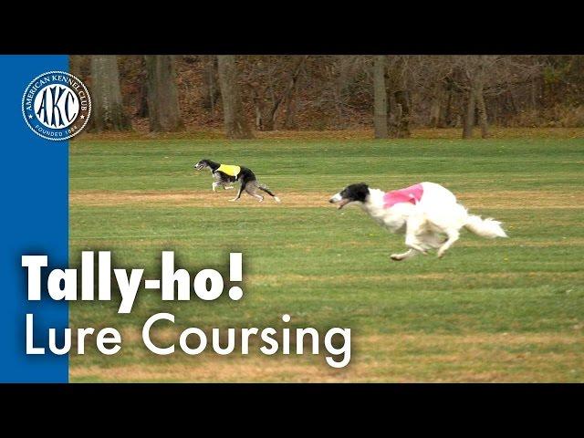 Tally-ho! Lure Coursing