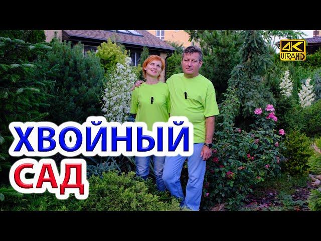 Декоративные хвойные нашего сада. Полный обзор.