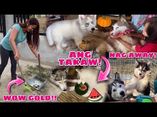 A Day In A Life With 12 Siberian Huskies | Husky Pack TV