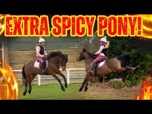 EXTRA SPICY PONY! * CRAZY DANDY 1ST TIME AT XC!! *