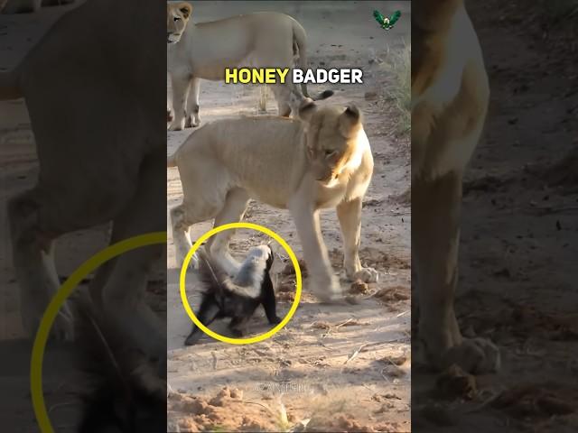 The Fearless Honey Badger: Nature's Toughest Animal!