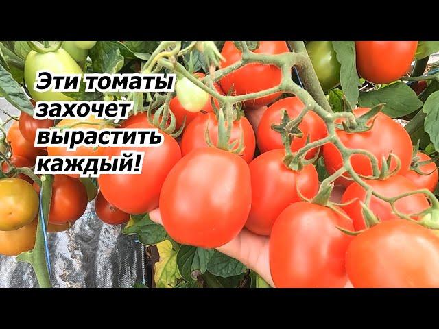 You can safely grow any of these low-growing tomatoes in your garden!