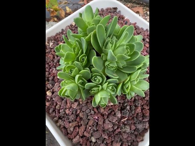 🪷Greenovia ‘Dodrentalis’ ~ Sen đá Hoa Hồng Xanh #SenĐá #Succulents #Greenovia