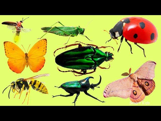 Learn Name and Sounds of Insects for Children | Teach Insects in English