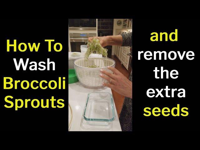 How To Wash Broccoli Sprouts (and remove the extra seeds)