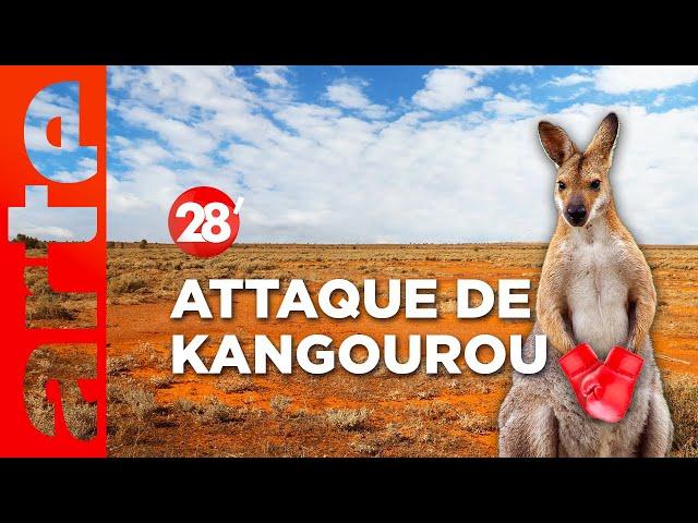 Intéressant : Que faire en cas d’attaque de kangourou ? | 28 minutes | ARTE