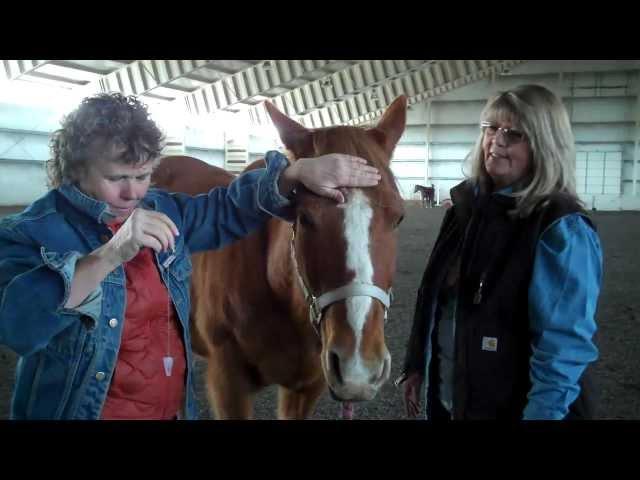 Reiki; energy healing for horses with Reach Out to Horses' Anna Twinney