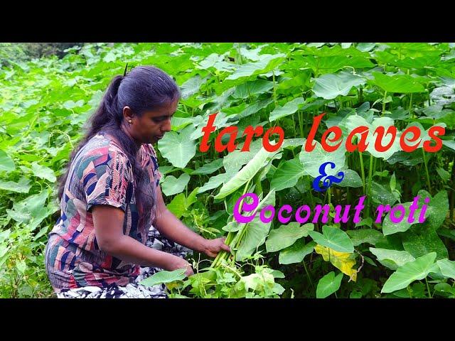 village foodtaro leaves curry recipe  wel ala kola preparing by village kitchen village Mom