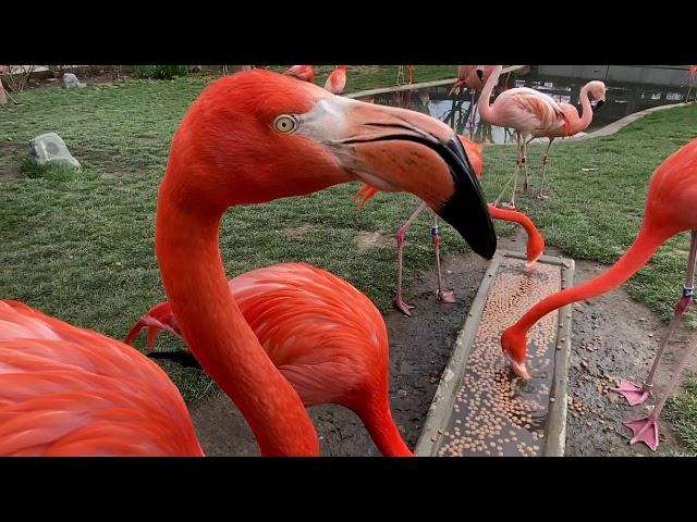 Feeding our Flamingos