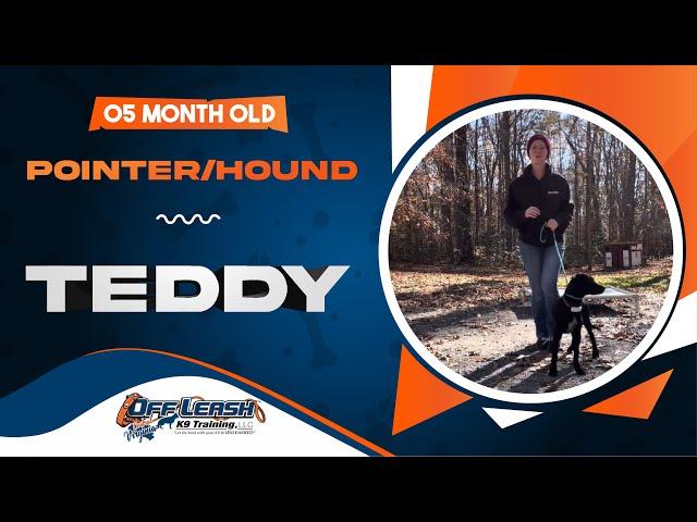 Teddy | 5 M.O. Pointer/Hound | best dog trainers | Virginia