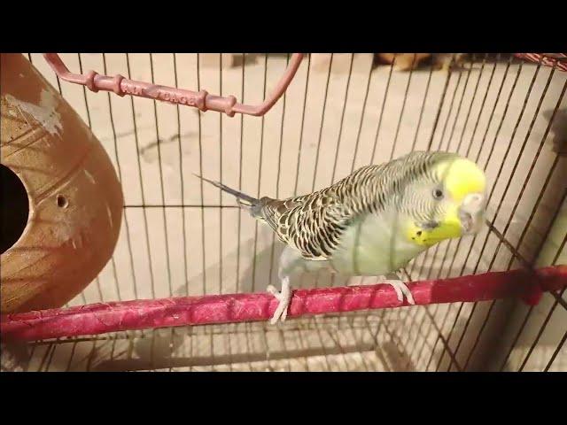 Australian Sparrow Sound | Australian Sparrow | Beautiful Australian Sparrow Video