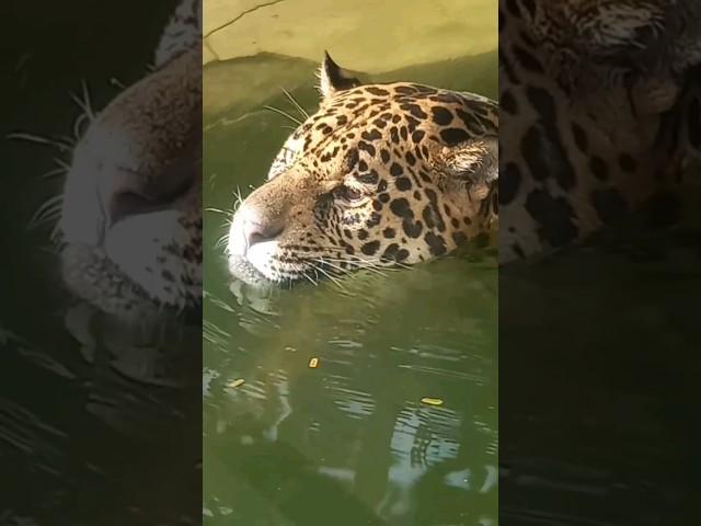 Cutest Leopard  #vvip #trendingshorts #viral