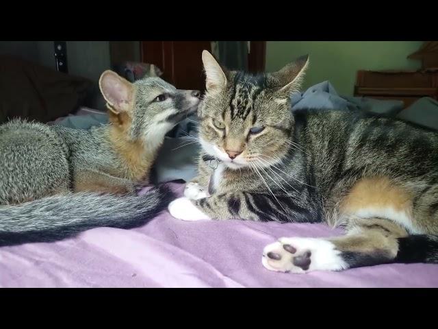 Kitty grooming baby grey fox