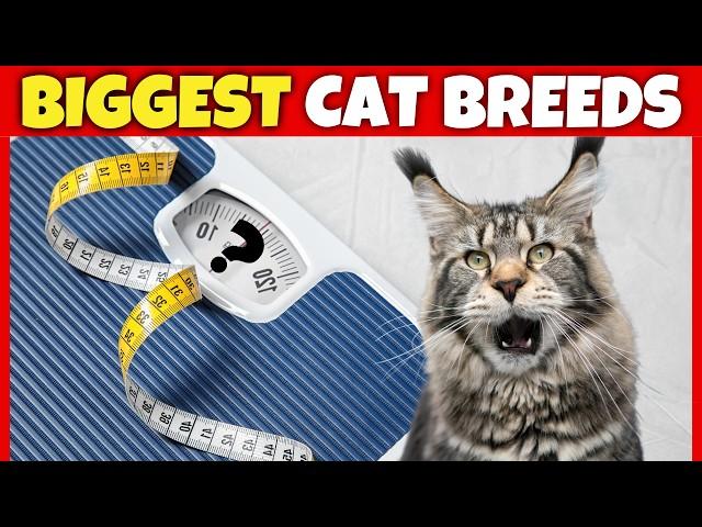 Top 10 BIGGEST Domestic Cat Breeds