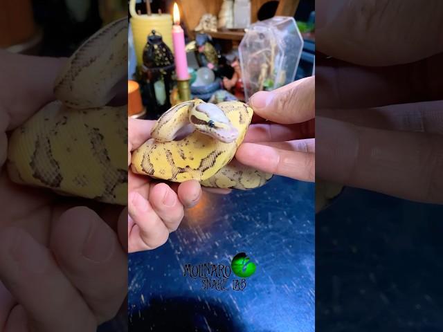 Looking back and planning the future! #molinarosnakelab #ballpythonbreeding #snakebreeding #petsnake