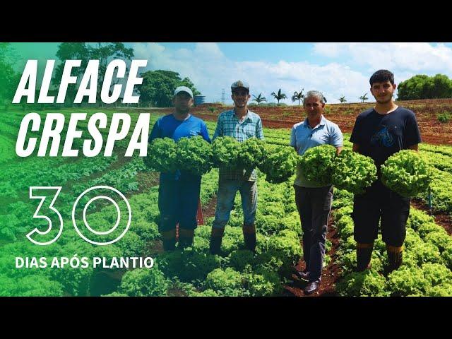 ALFACE CRESPA EM 30 DIAS - Como Produzir com QUALIDADE?