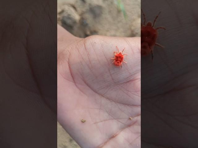 सावन की डोकरी || FARMING LIFE STYLE VLOG || DESI VILLAGE FARMING #farmhouse #farming
