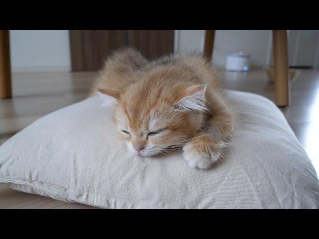 For Poco the kitten, there is no greater bliss than sleeping on a cushion.