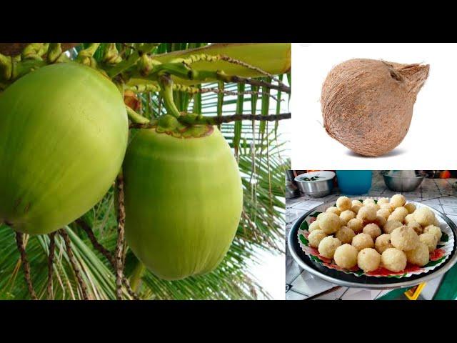 Narikol ni laru banaibai/Coconut ka laddu