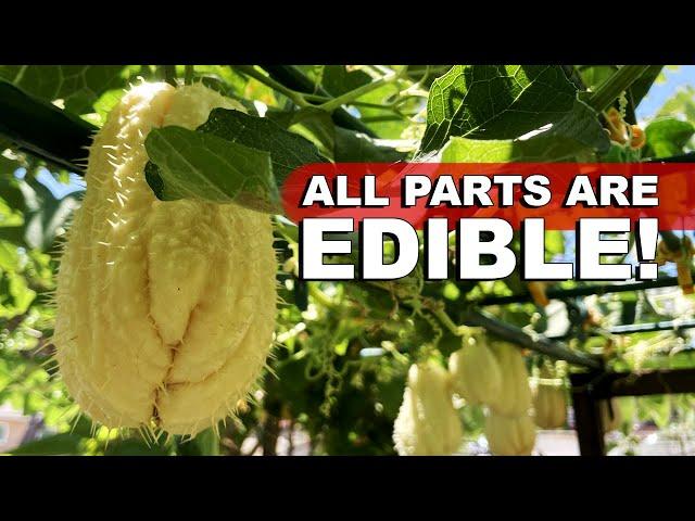 How To Grow Prolific Perennial Chayote