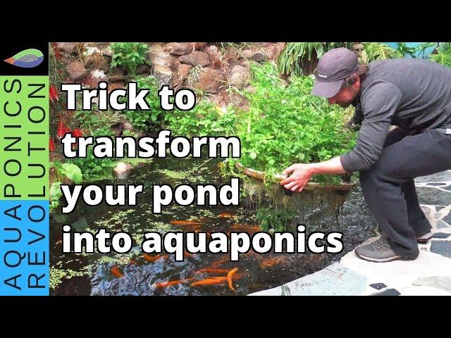 fish pond transformed into aquaponics | pond trick