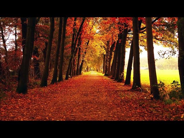 Cafe De Anatolia MEDITATION & ASMR - Autumn | Beautiful Relaxing Music for Study and Work