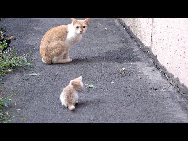 Tiny kitten is crying because his mother abandoned him