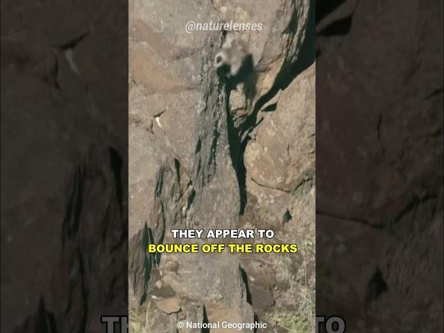 Why Do Geese Chicks Jump Off A Cliff?