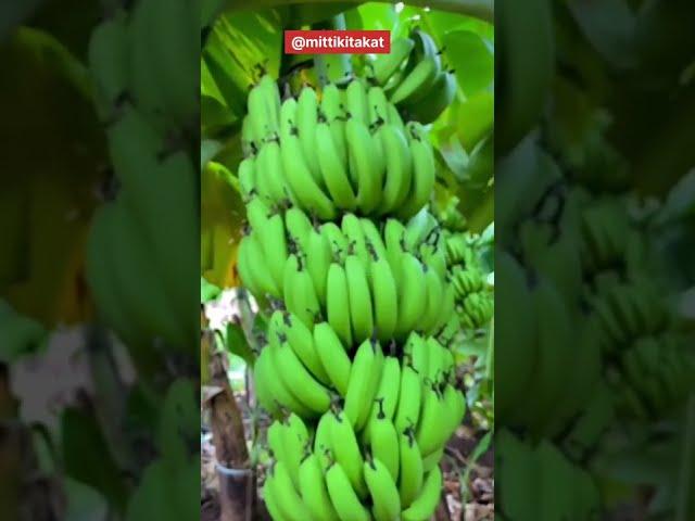 Banana  farming || Banana and onions farming || intercroping #shorts