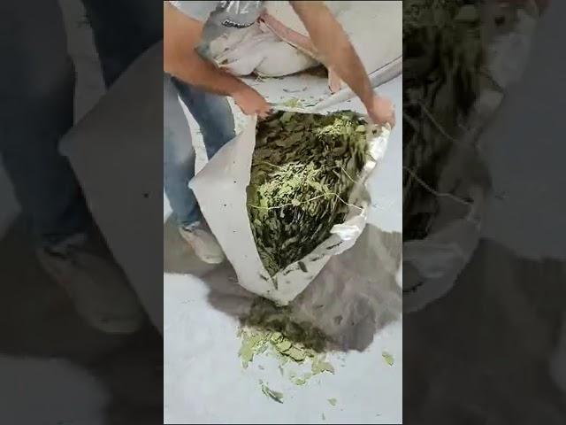 BAY LEAVES EXPORT PACKAGING AT AGRILANE.