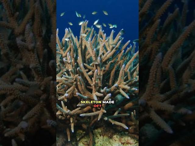 Exoskeleton of Corals | NEET 2025 Biology Practice| Animal Kingdom Part- 102