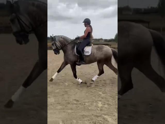 ️‍TOP LUSITANO MARE WITH FEI DRESSAGE QUALITY ️‍ PIROFREE