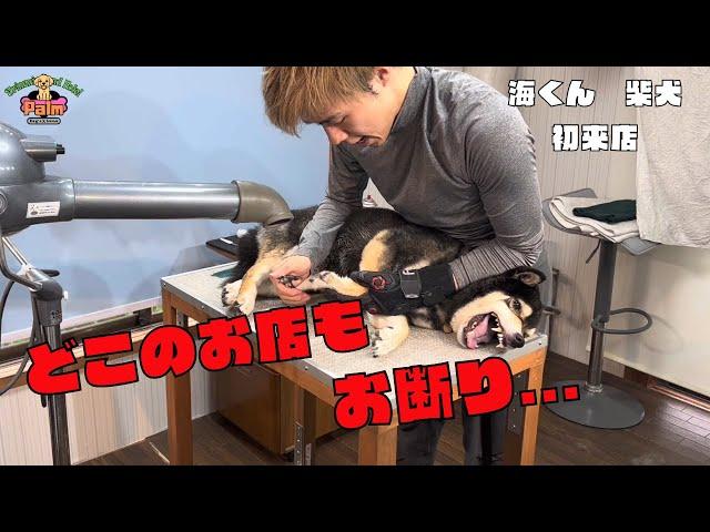 噛み癖があり５年間ハーネスを変えられなかった柴犬をグルーミング！！