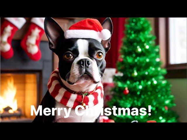 A Very Merry Christmas Livestream With Calvin The Boston Terrierist!