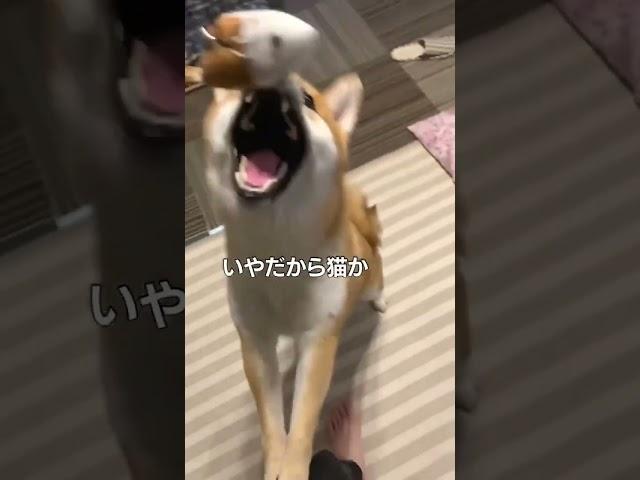 親ガチャ失敗した柴犬［現行犯ワンコ］#shorts