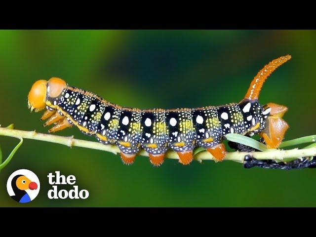 Watch This Caterpillar Turn Into A Hawk-Moth | The Dodo