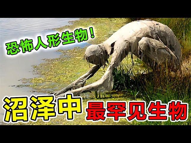 沼泽里“最罕见”的10大生物，沼泽中意外发现“神秘生物”，彻底吓坏在场所有人#世界之最 #世界之最top #科普 #动物 #animals #top10 #地球之最 #涨知识