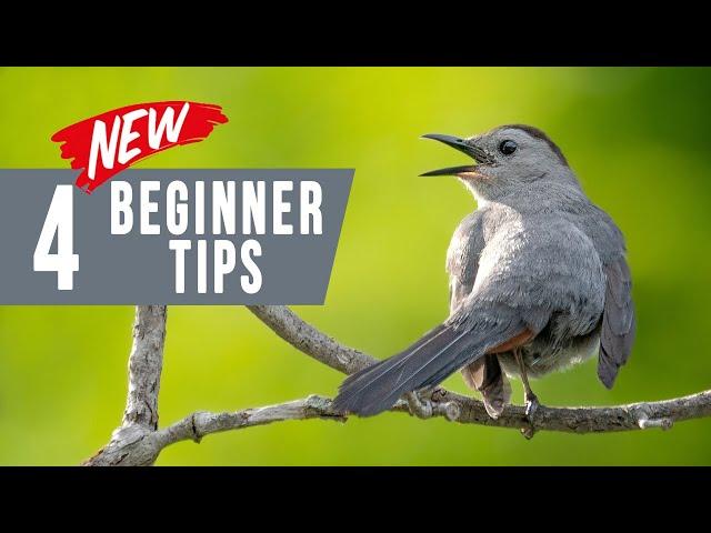 Bird Photography for Beginners: 4 Unusual Tips