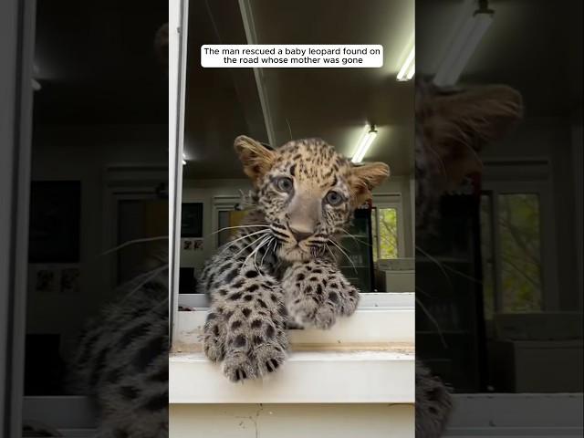 The man rescued a baby leopard found on the road whose mother was gone