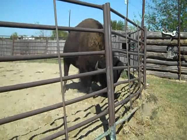 2300pound bison shakes the earth