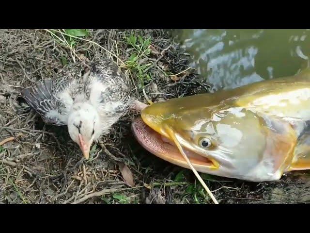 Bobari Machhli Kaise Pajhi Ko Khata Hai || Shikari Fish